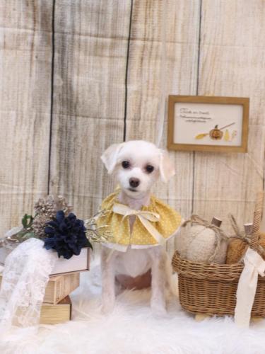 20241002シロちゃん